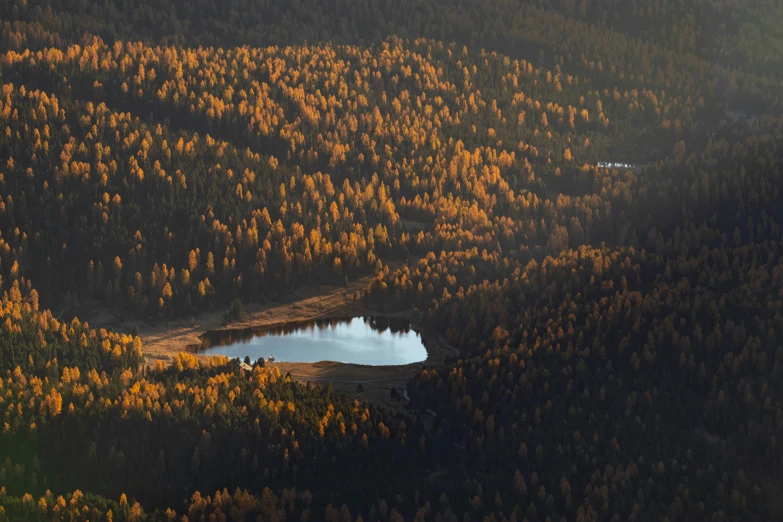 a large forest with a lake surrounded by trees