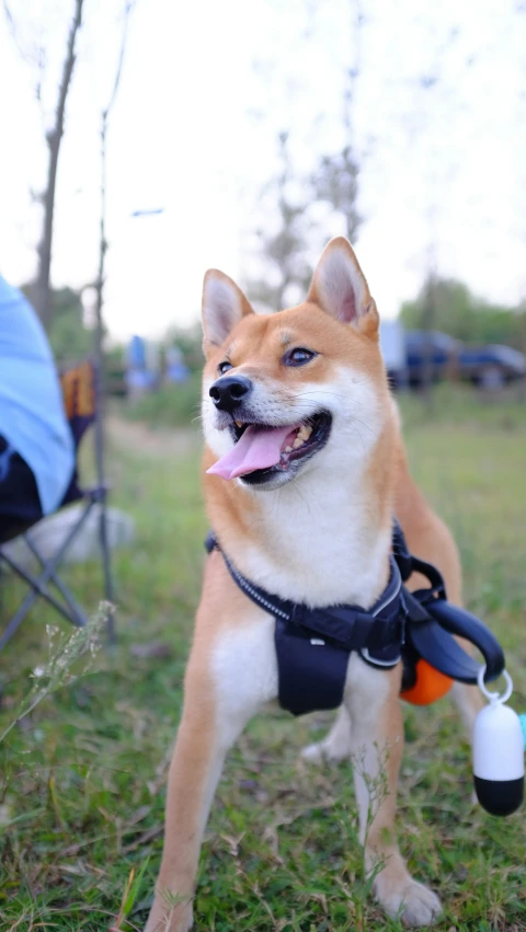 a dog wearing a harness holds an object in it's mouth