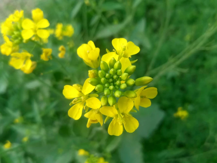 a yellow flower in some green grass