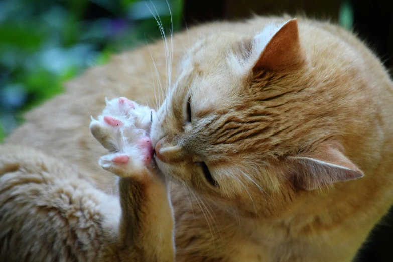 a cat that is kissing another cat's face