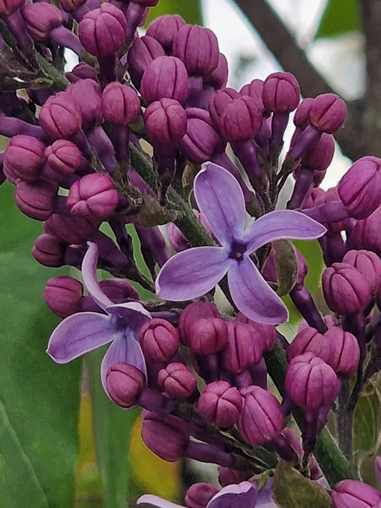 a cluster of flowers that are sitting on a tree nch