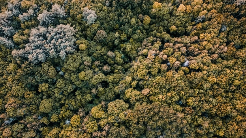 the top down view of a forest filled with trees