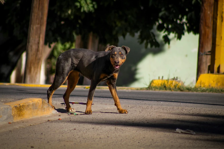 a dog that is looking at soing in the street