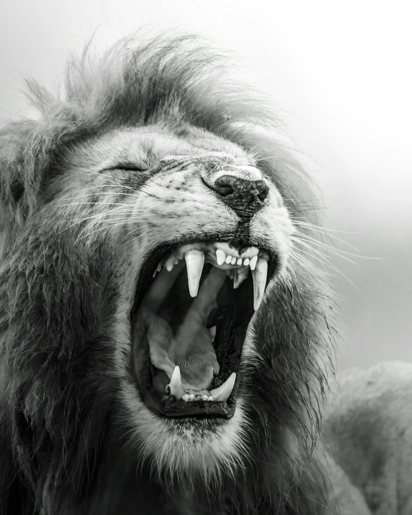 a black and white po of a lion roaring at soing