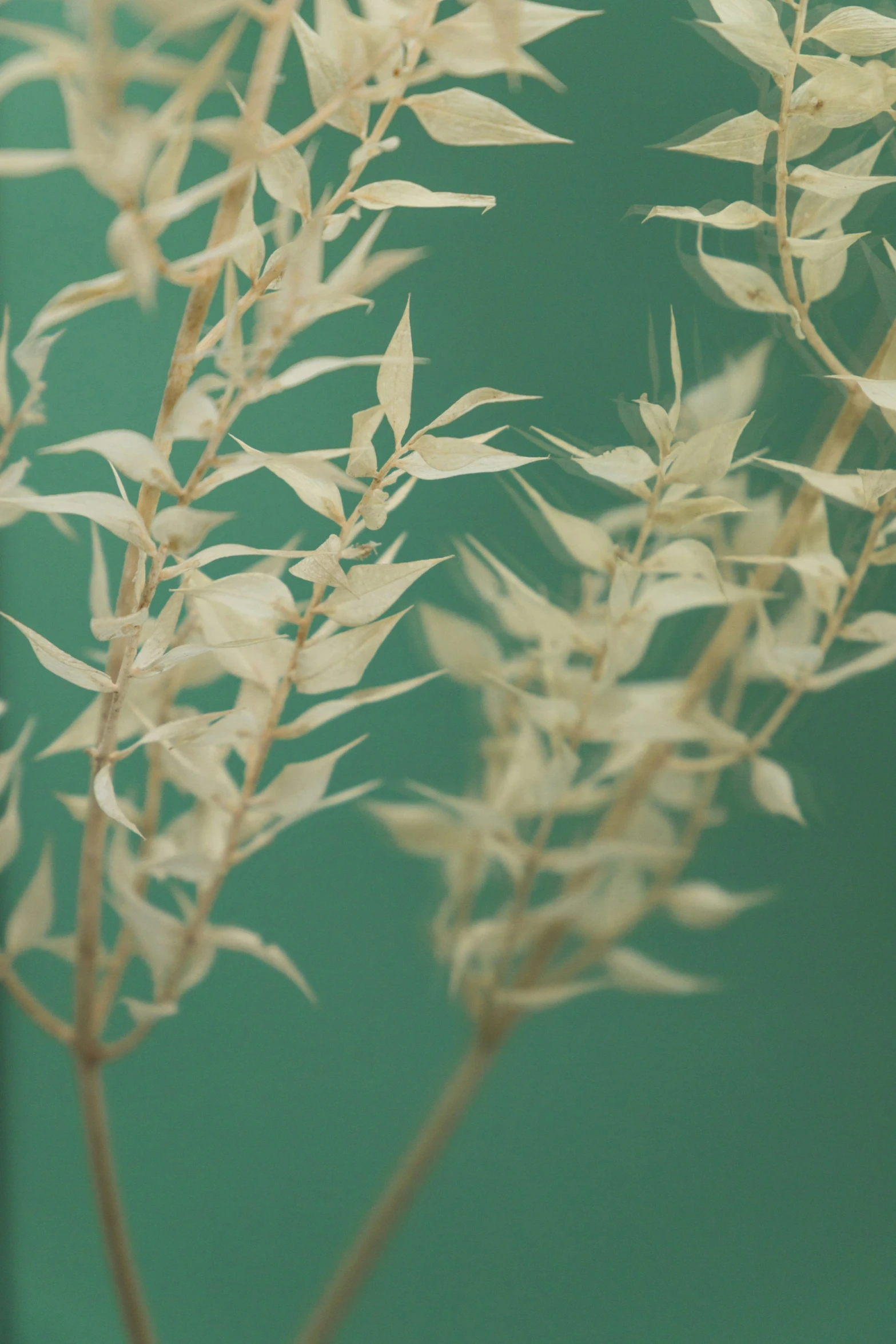 close up view of plant life against green wall