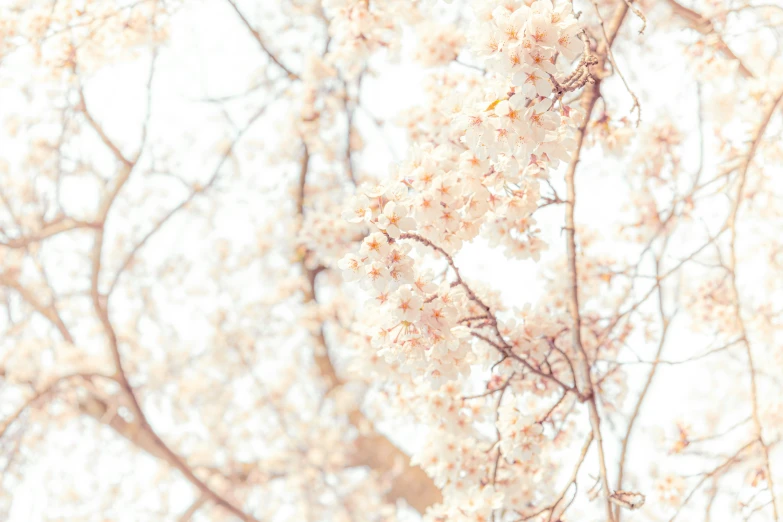 an image of flowers and leaves from a tree