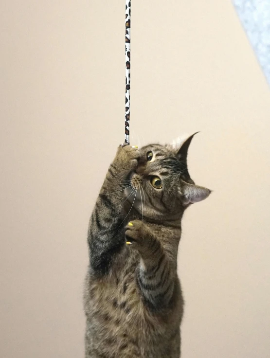 a cat is holding a chain and its face up to it