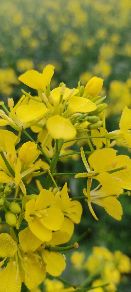 a close up of yellow flowers with green leaves