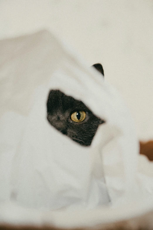 a cat hides in the blankets in his bed