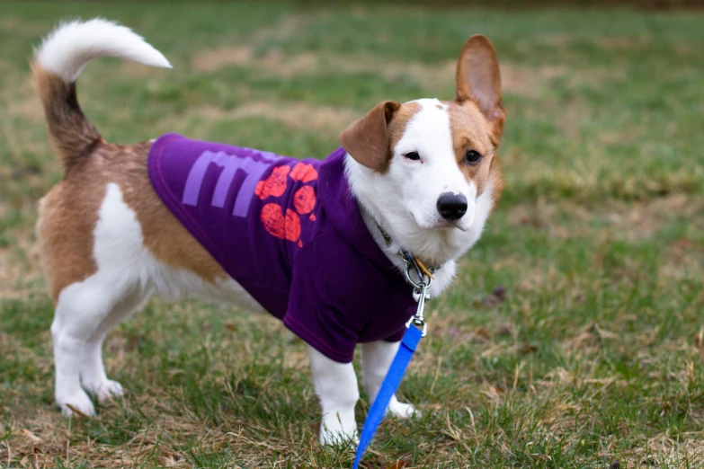 a small dog wearing a shirt with clemsons on it