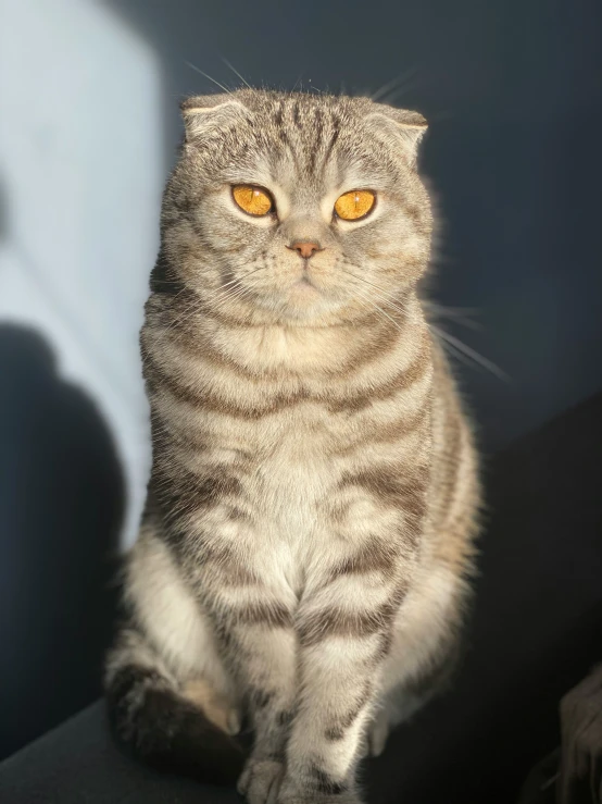 a tabby cat is sitting on top of a bench