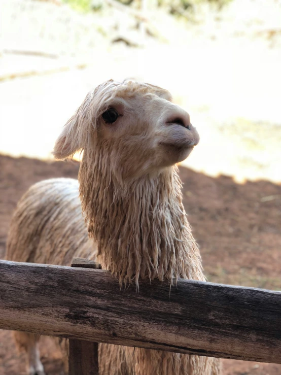 an adorable alpaca looks over a fence