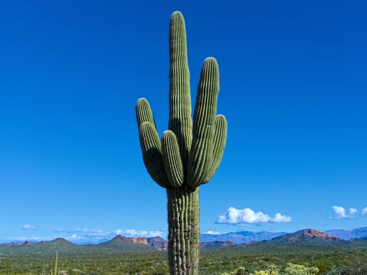 there is a large green cactus in the desert