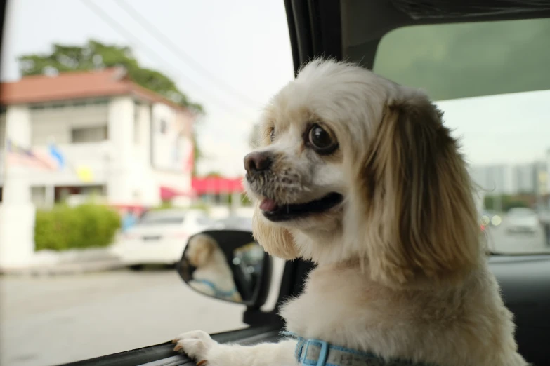 a small white dog is sitting in the driver's seat