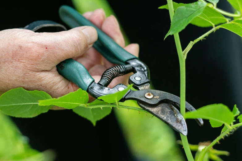 a person with pliers holding up the stems of green plants