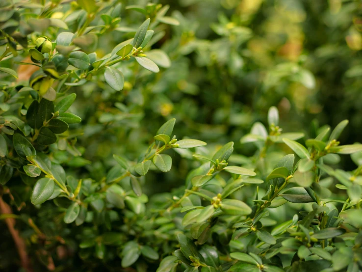 a closeup s of green leaves