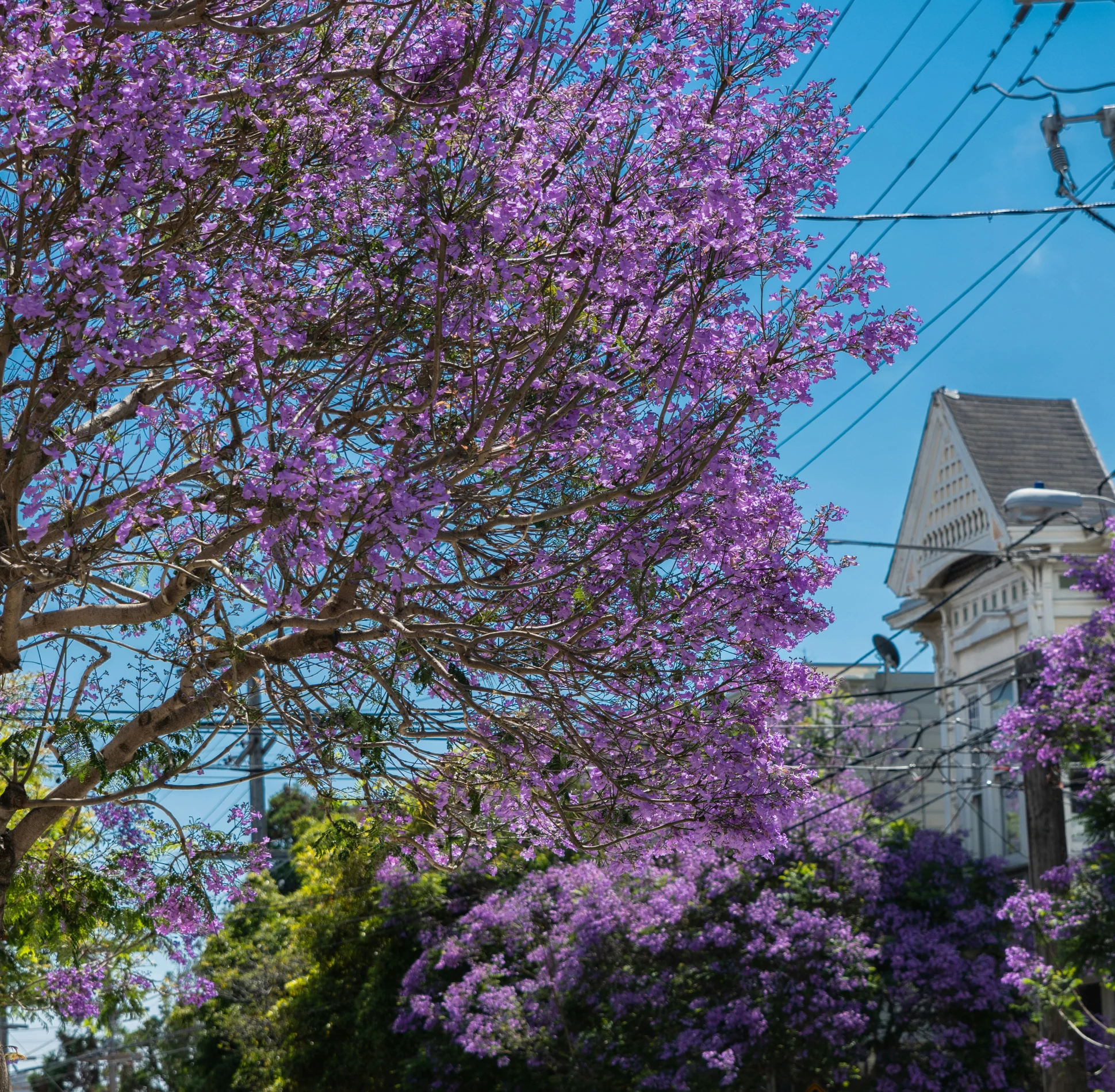 purple flowers and a street sign sit among the trees