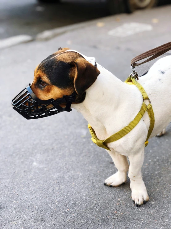 small dog with a muzzle on city street