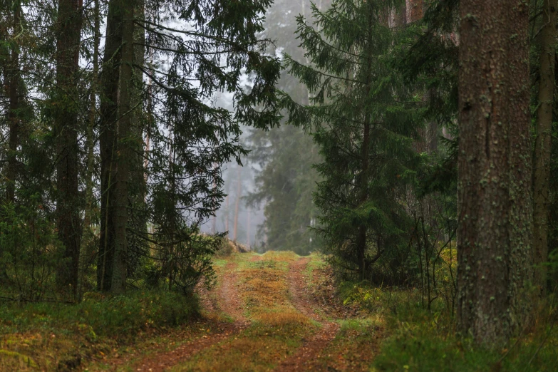 an image of a pathway in the woods