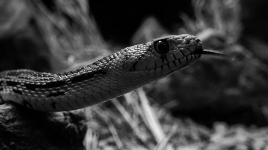 a black and white po of a snake on a log