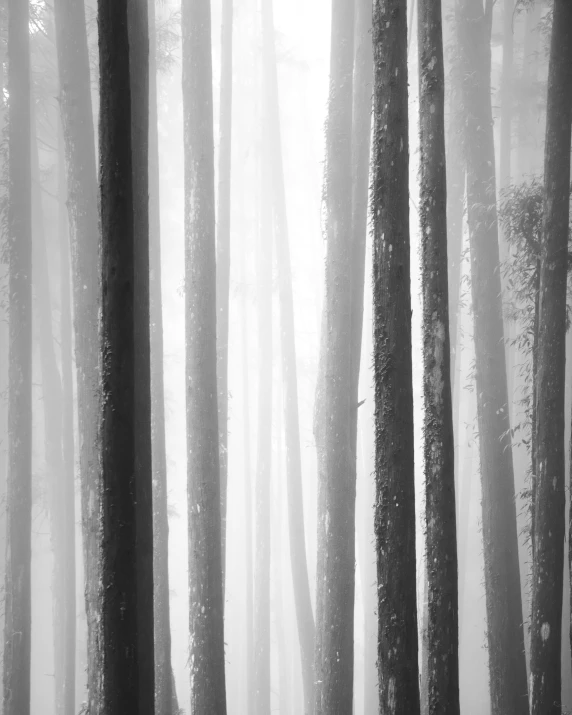 trees covered in mist standing in the woods