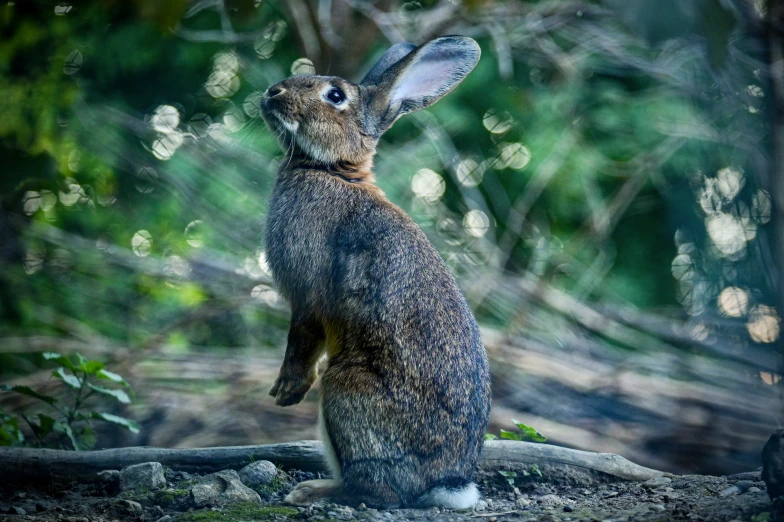 a rabbit sitting and looking up into the air