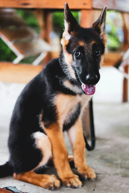 a german shepard sitting down looking into the camera
