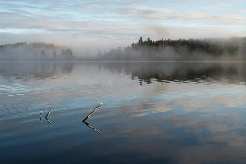 the view across a lake with a single nch that is sticking in the water