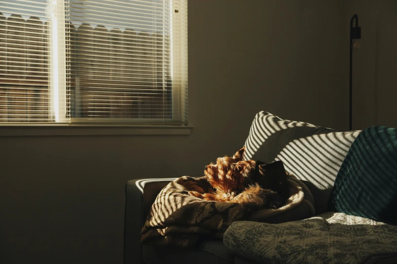 a small dog is lying on the couch looking out the window