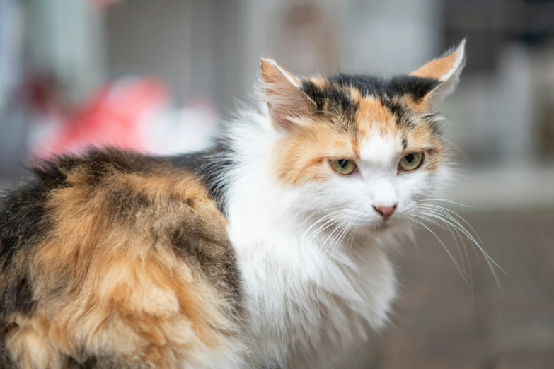 a multi colored cat looking into the camera