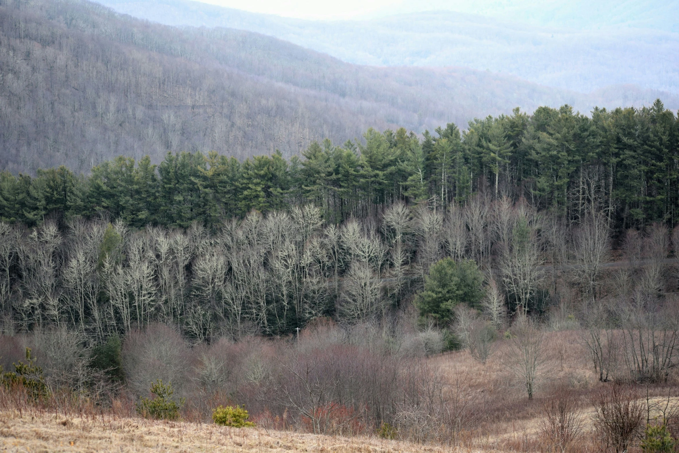 there are horses in the meadow next to the trees