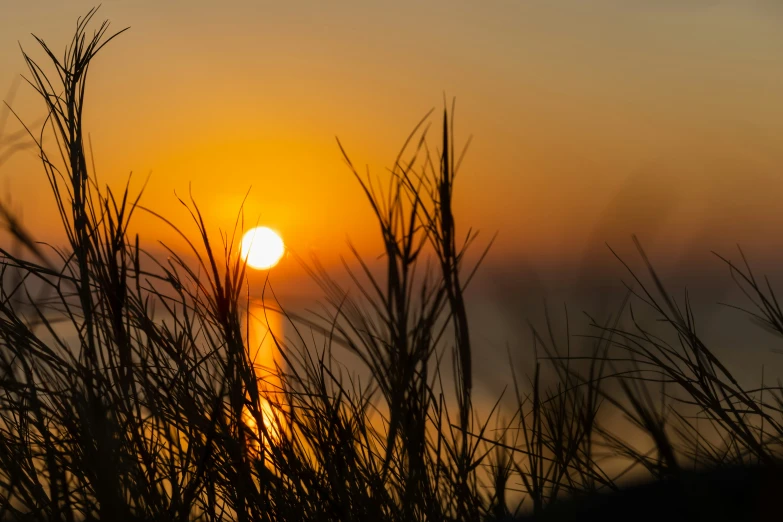 the sun setting through some tall grass