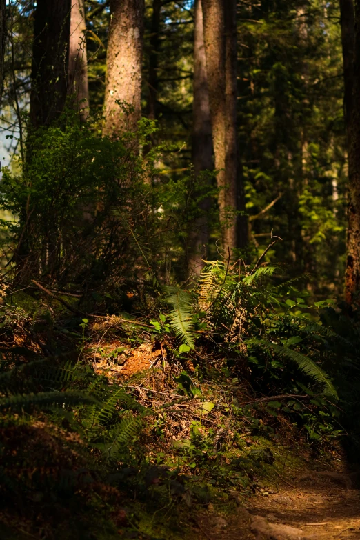 a dirt path in the middle of a forest