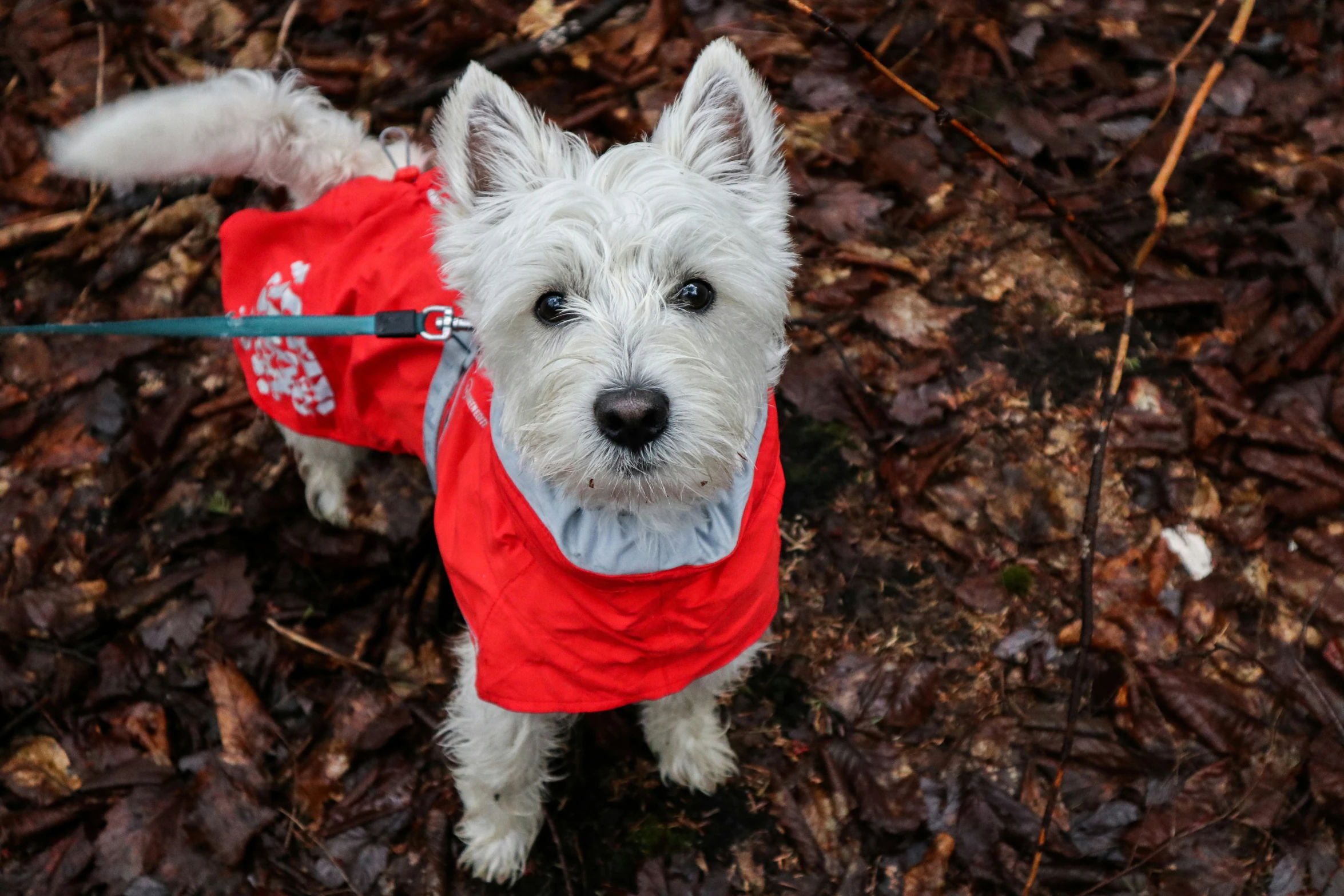 a white dog wearing a red coat and leash