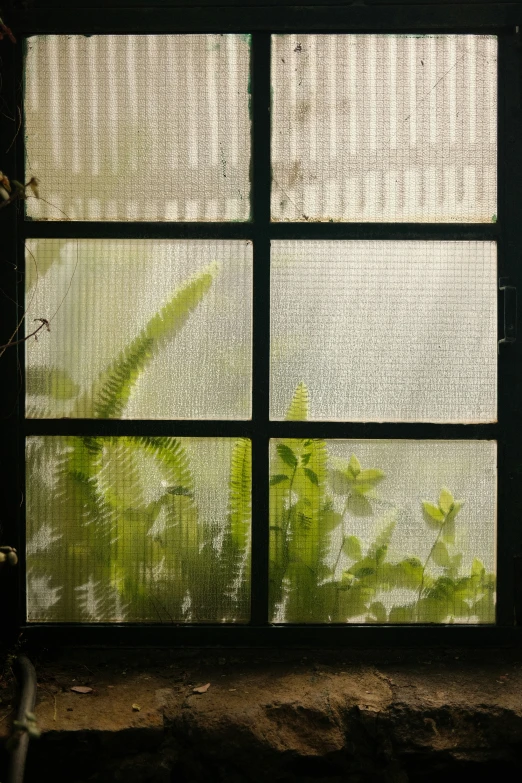 the window shows the leaves through the screen