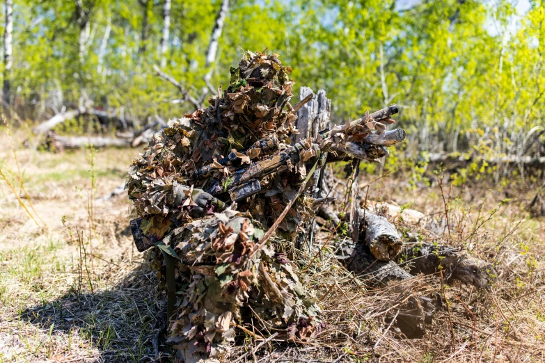 an animal that is walking around in the woods