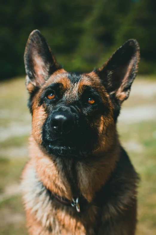 the close up portrait of an adorable german shepherd dog