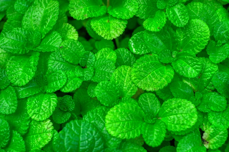 a group of green leafy plants growing