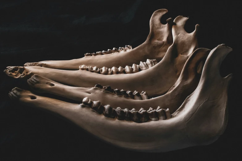 teeth of an elephant, or hippocerrus in the dark