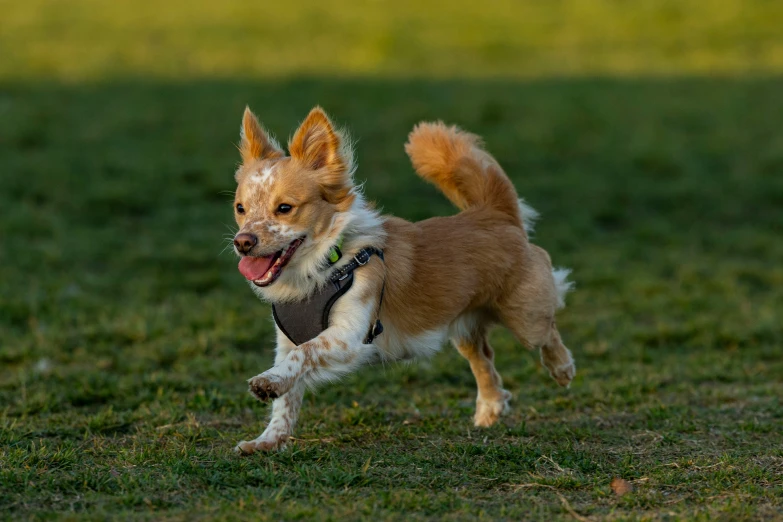 a brown dog runs around on a grassy field