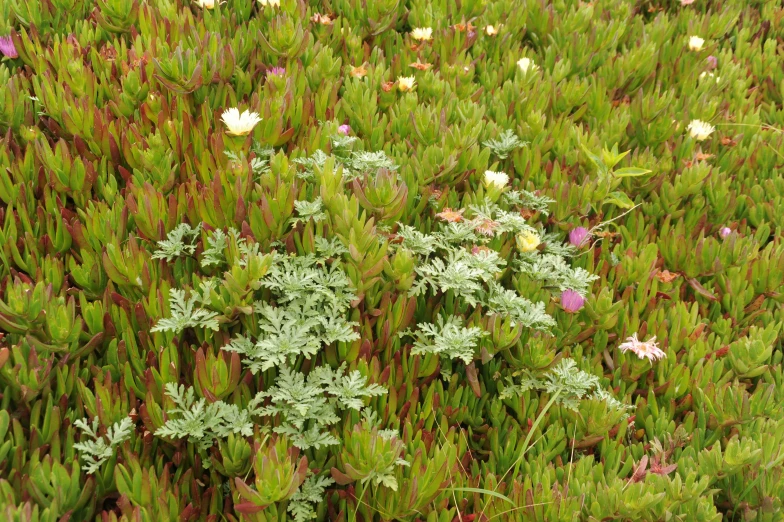 a large group of weeds and flowers near each other