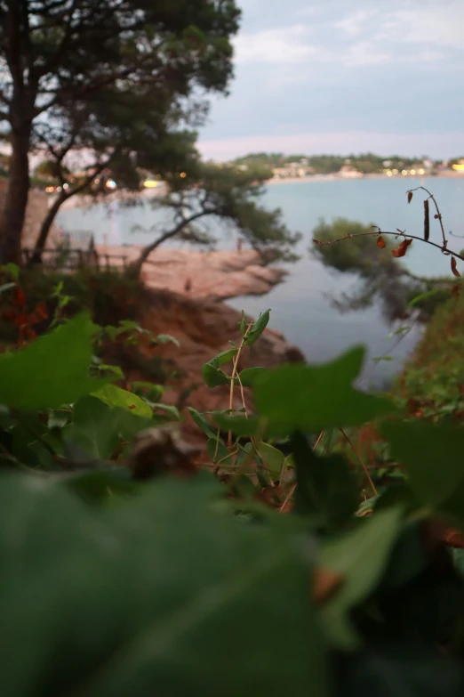 a po of a tree on the edge of the water