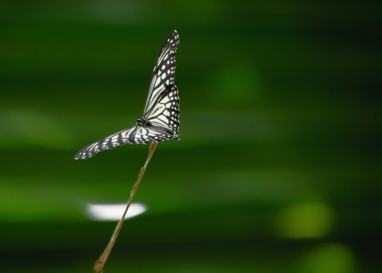 the small erfly is perched on a thin stick