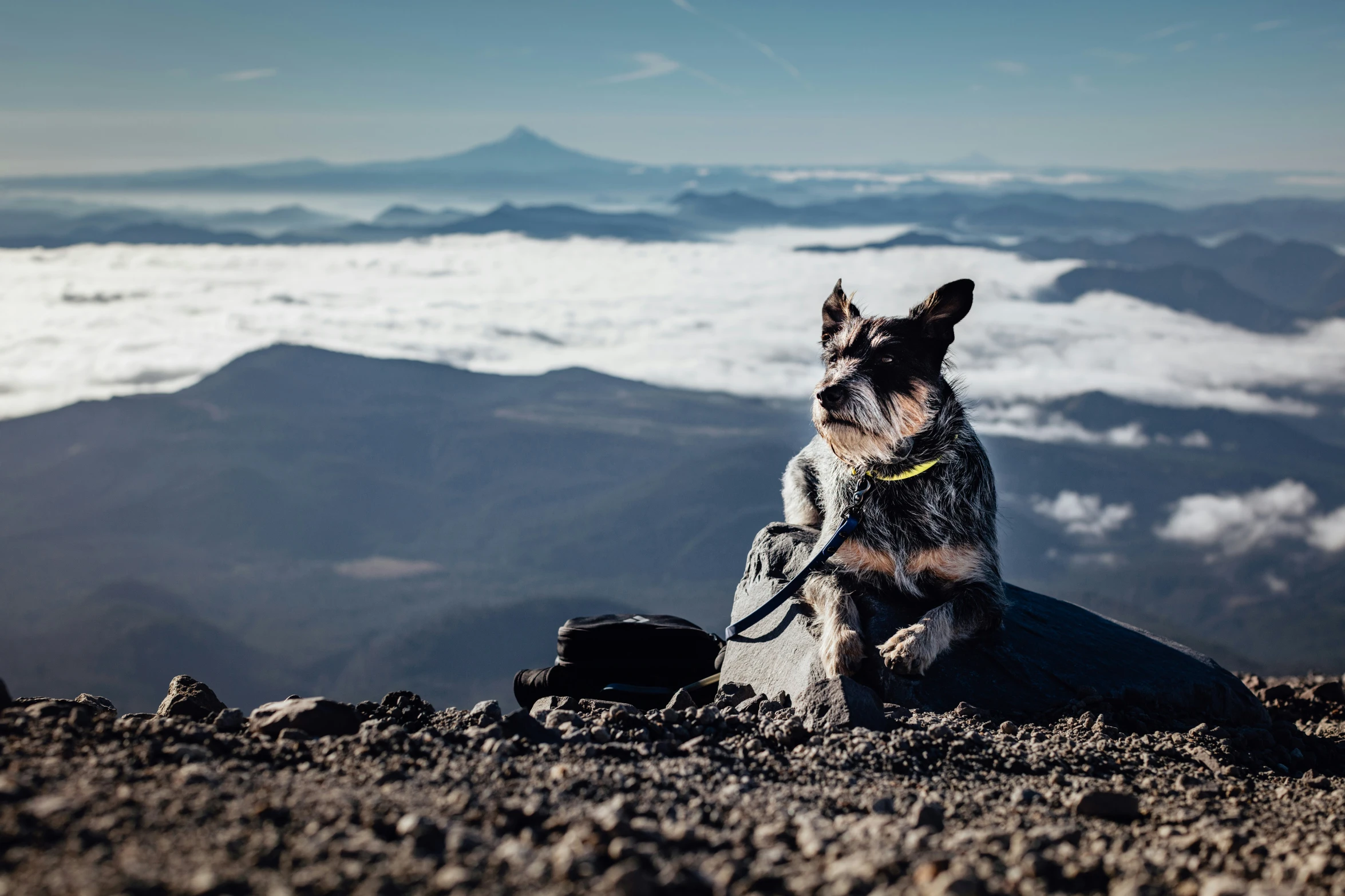 a dog sitting on a rocky mountain top