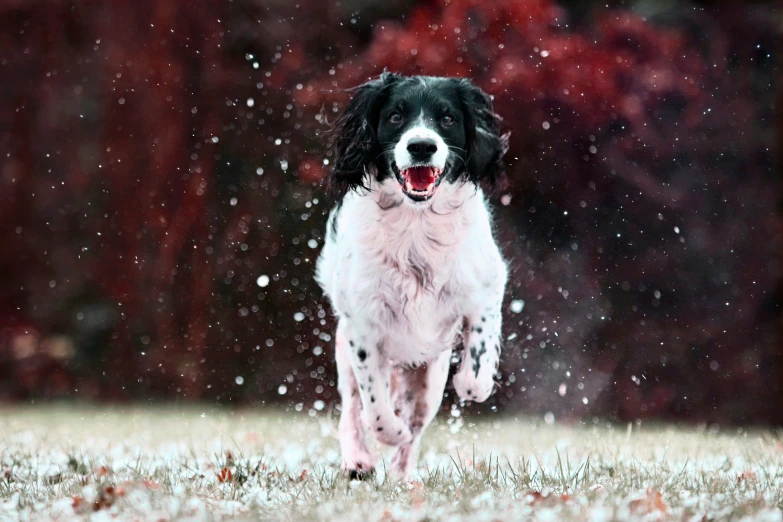 a dog is running in the snow towards the camera