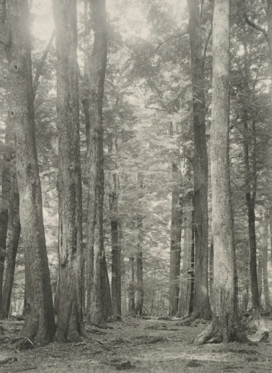 this is a black and white po of a forest