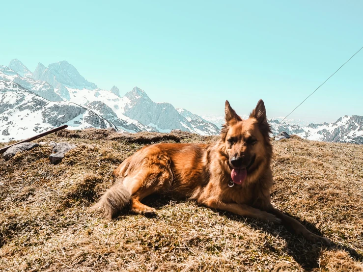 the dog is relaxing on the dry grass