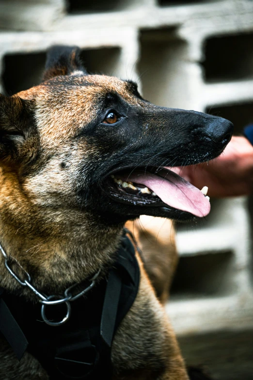 a dog wearing a black harness next to a wall