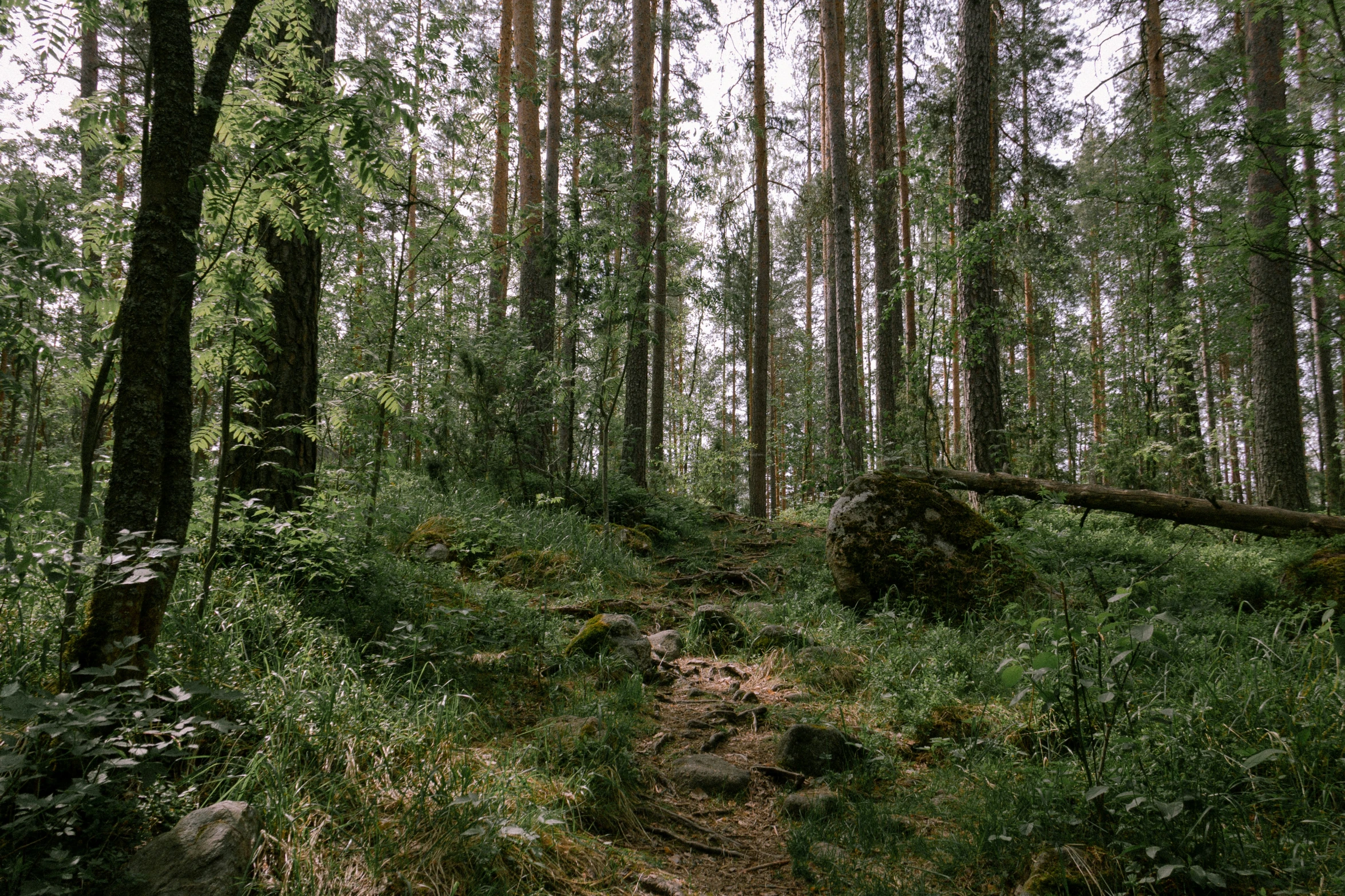 the dirt path is on the side of the wooded hill