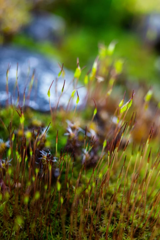 closeup of a moss covered rock in an alpine setting